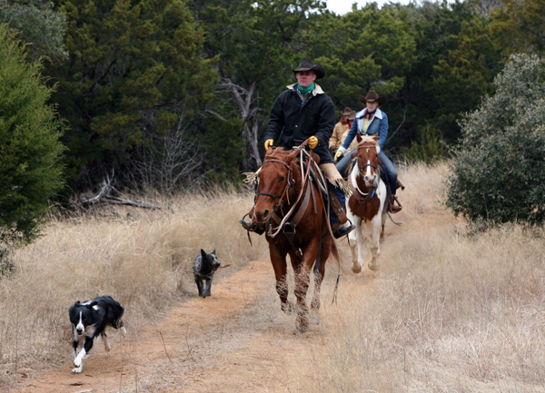 Herding breeds in Texas